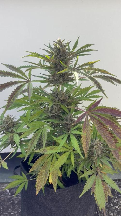 Guava Runtz Auto - Outdoor Diary 2026
