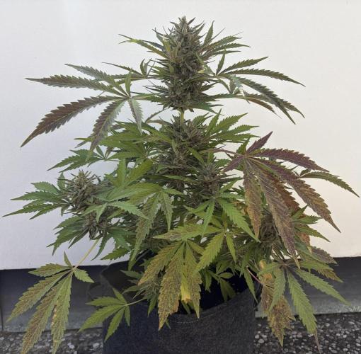Guava Runtz Auto - Outdoor Diary 2026. Week 9