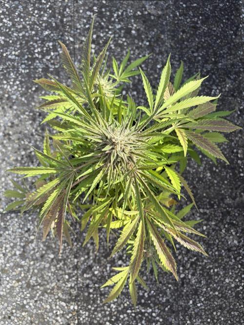 Guava Runtz Auto - Outdoor Diary 2026. Week 9
