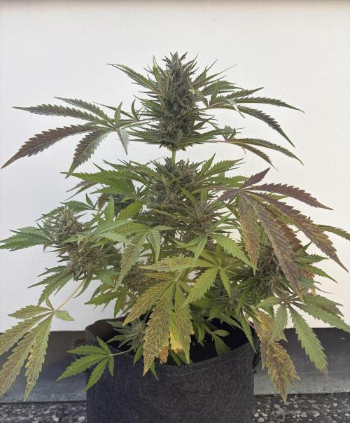 Guava Runtz Auto - Outdoor Diary 2026. Week 9