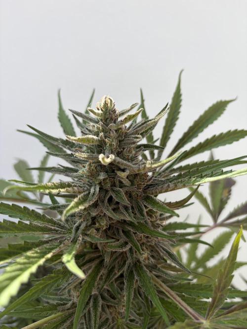 Guava Runtz Auto - Outdoor Diary 2026. Week 9