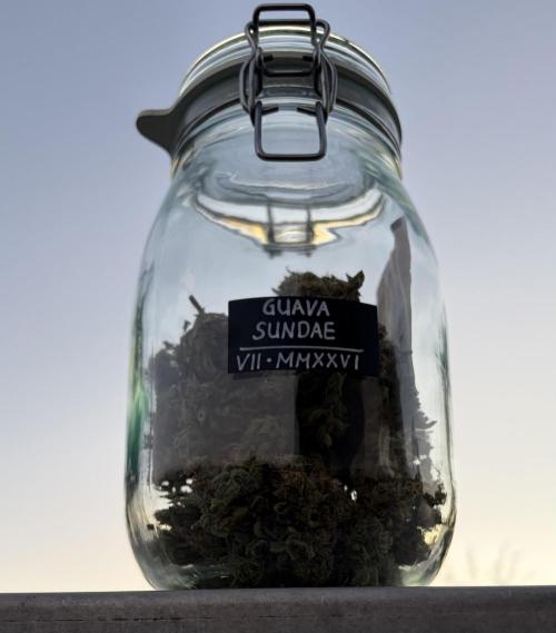 Guava Sundae Auto - Outdoor Diary 2026. Week 10