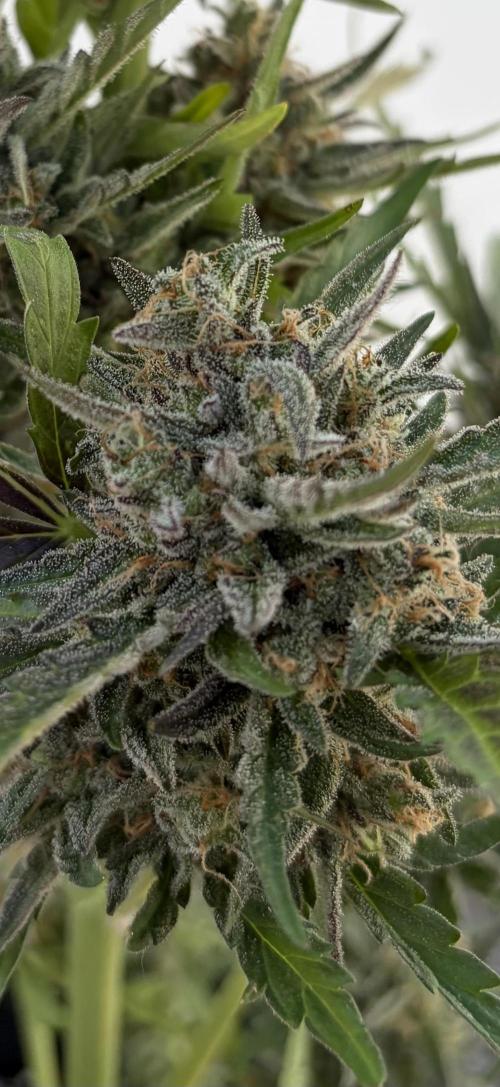 Guava Sundae Auto - Outdoor Diary 2026. Week 10