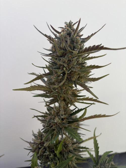 Guava Sundae Auto - Outdoor Diary 2026. Week 10