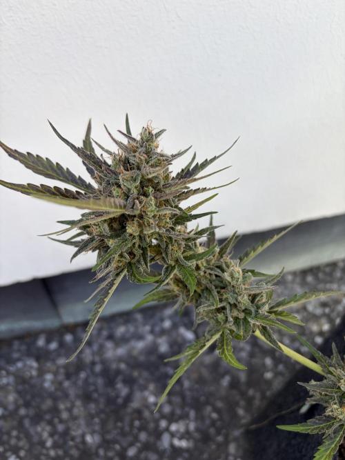 Guava Sundae Auto - Outdoor Diary 2026. Week 10