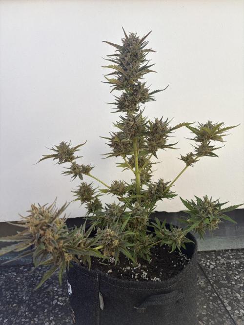 Guava Sundae Auto - Outdoor Diary 2026. Week 10