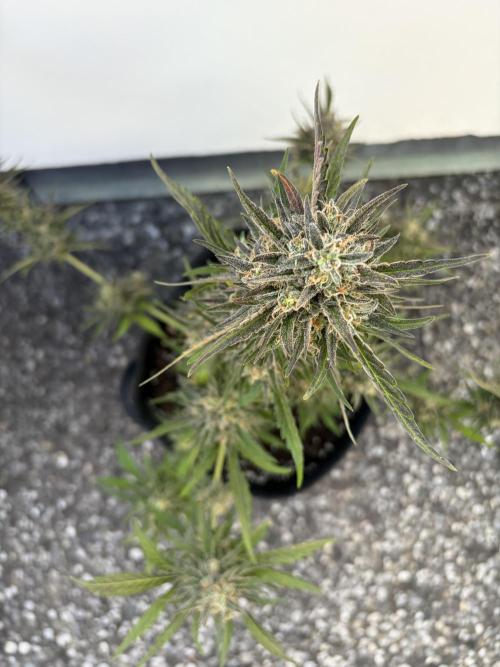 Guava Sundae Auto - Outdoor Diary 2026. Week 10