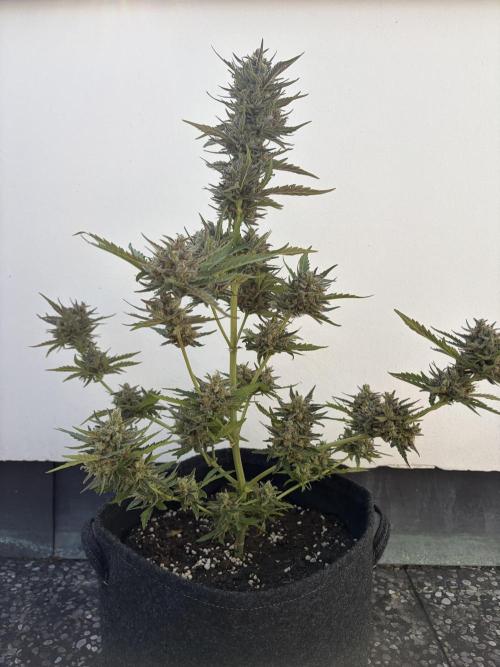Guava Sundae Auto - Outdoor Diary 2026. Week 10