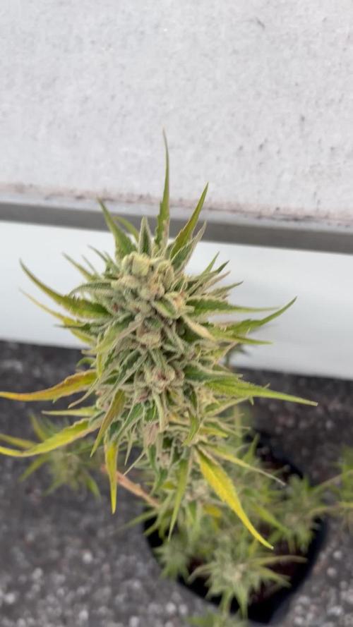 Banana Guava - Outdoor Diary 2026