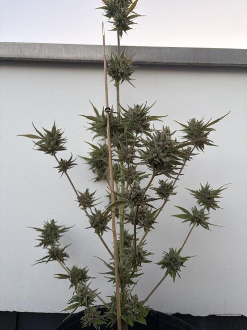 Banana Guava - Outdoor Diary 2026. Week 10