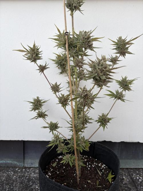 Banana Guava - Outdoor Diary 2026. Week 10