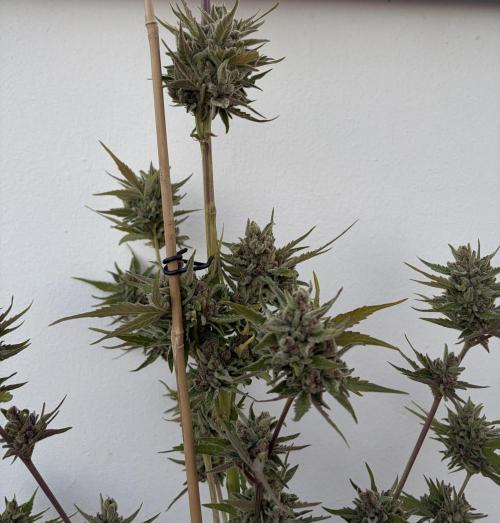 Banana Guava - Outdoor Diary 2026. Week 10