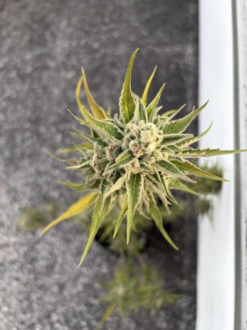 Banana Guava Auto. Week 10