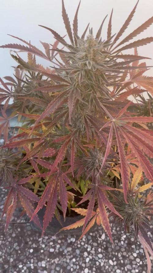 Guava Runtz Auto - Outdoor Diary 2026