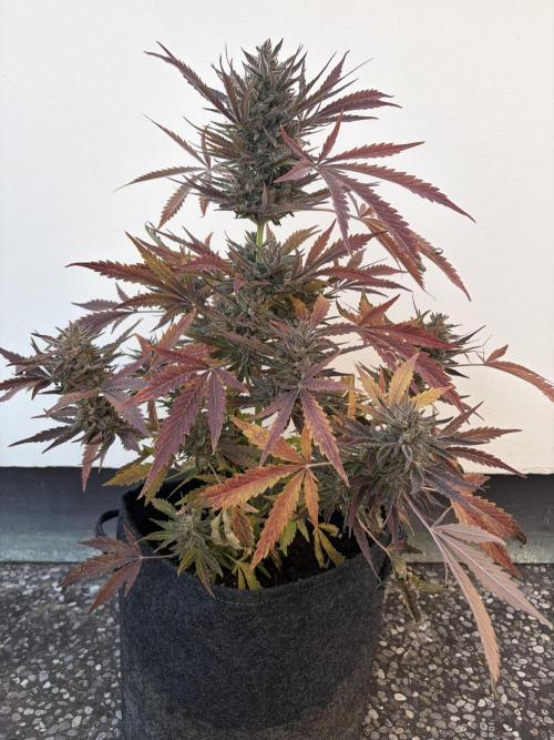 Guava Runtz Auto - Outdoor Diary 2026. Week 10