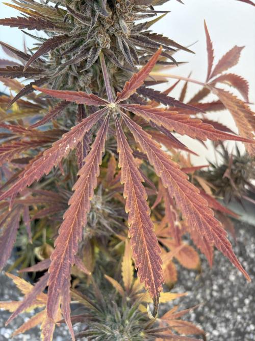 Guava Runtz Auto - Outdoor Diary 2026. Week 10
