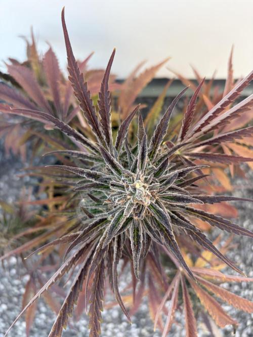 Guava Runtz Auto - Outdoor Diary 2026. Week 10