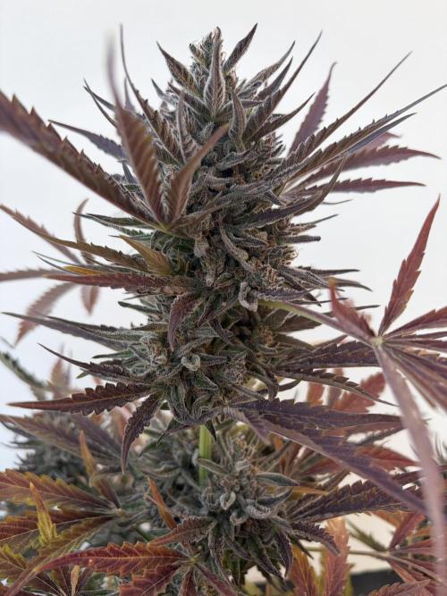 Guava Runtz Auto - Outdoor Diary 2026. Week 10