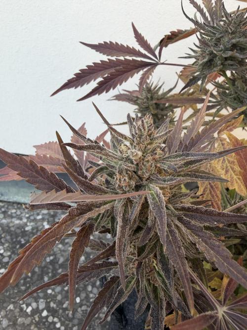 Guava Runtz Auto - Outdoor Diary 2026. Week 10