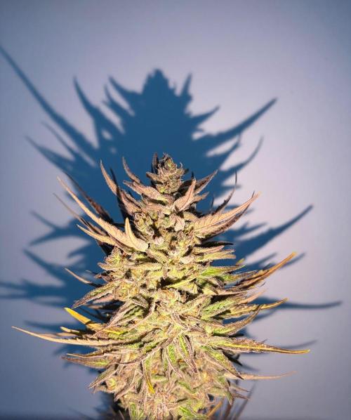 Guava Runtz Auto - Outdoor Diary 2026. Week 11