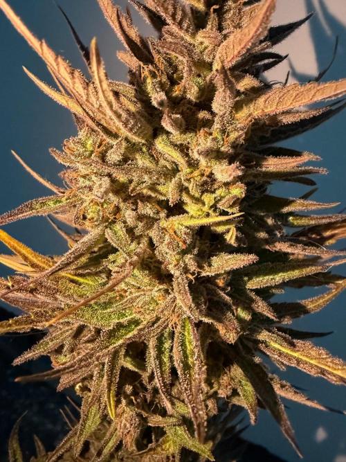 Guava Runtz Auto - Outdoor Diary 2026. Week 11