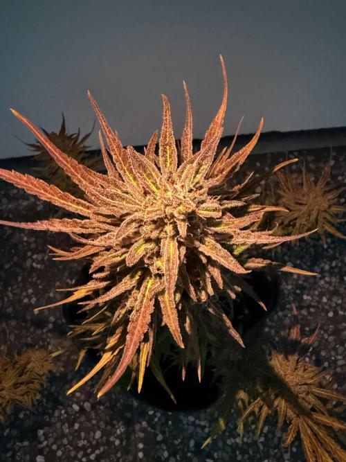 Guava Runtz Auto - Outdoor Diary 2026. Week 11