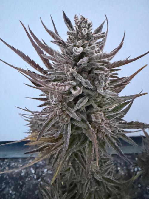 Guava Runtz Auto - Outdoor Diary 2026. Week 11
