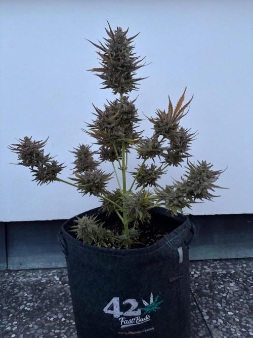 Guava Runtz Auto - Outdoor Diary 2026. Week 11