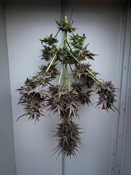 Guava Runtz Auto - Outdoor Diary 2026. Week 11