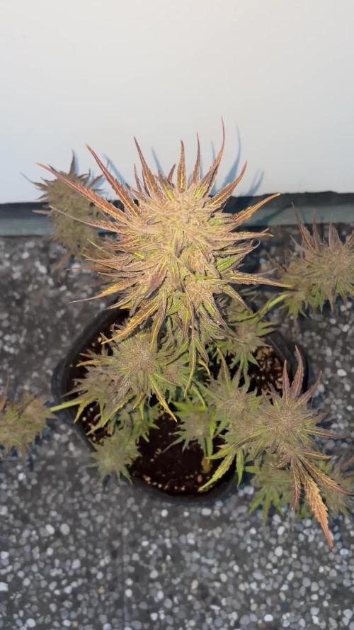 Guava Runtz Auto - Outdoor Diary 2026