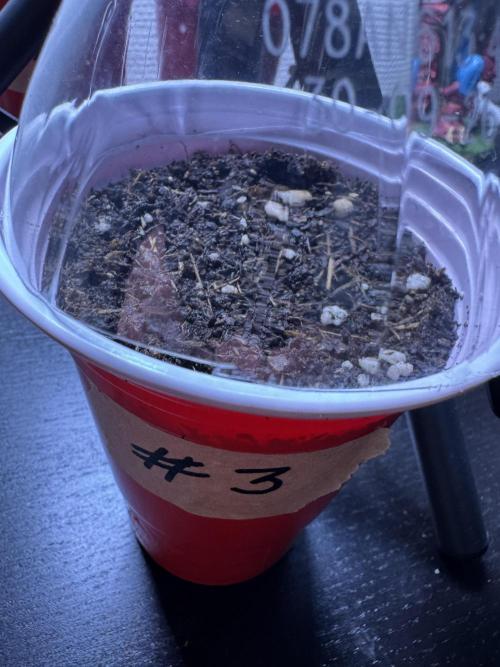 Light-Mix Peat Free. Week 0
