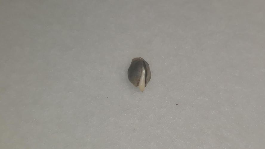 Auto Banana Blaze. Week 0
