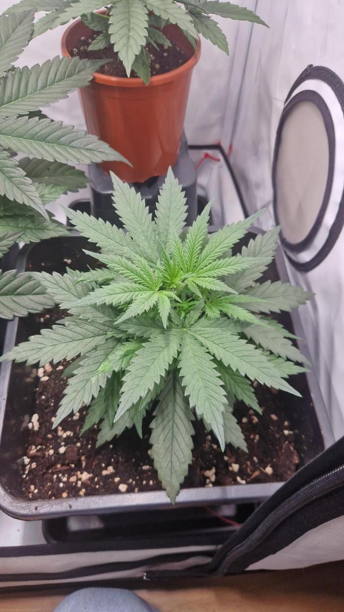 Auto Banana Blaze. Week 4