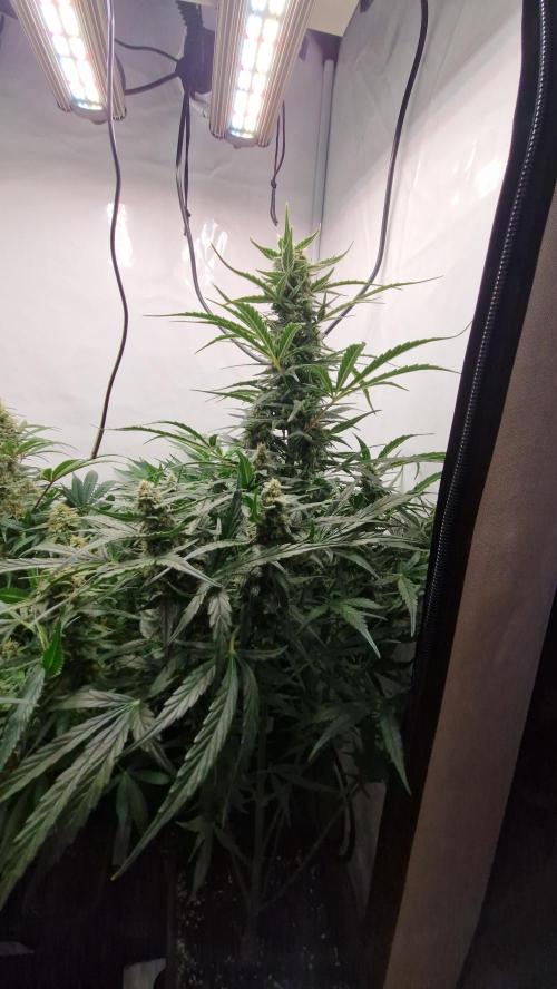 Auto Banana Blaze. Week 8