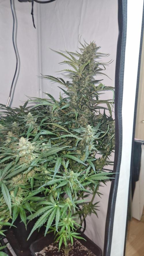Auto Banana Blaze. Week 8 - I decrease ppfd to 1200 by bending it to side