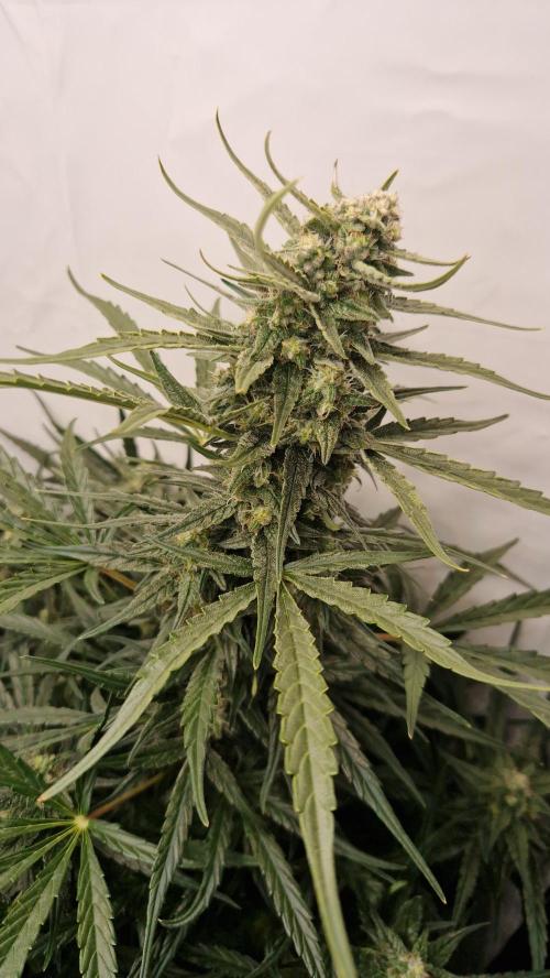 Auto Banana Blaze. Week 8 - This lady made a big stretch. So the head bud was only 15cm away from led.