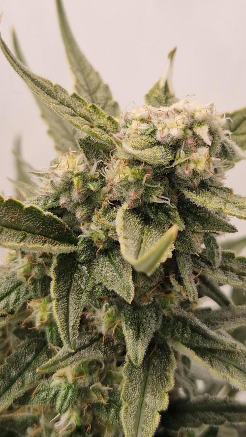 Auto Banana Blaze. Week 8 - That are 2000ppfd to much for the plant without or even with CO²