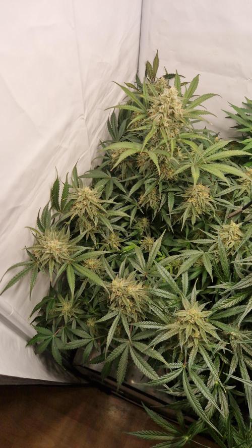 Two Shades of Dutch Passion. Week 4 - Frozen Biscotti Day 68