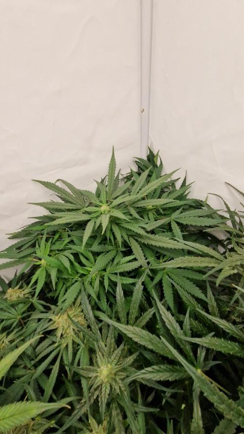 Two Shades of Dutch Passion. Week 4 - Blueberry Day 68, is a little late the lady, but looks very healthy.