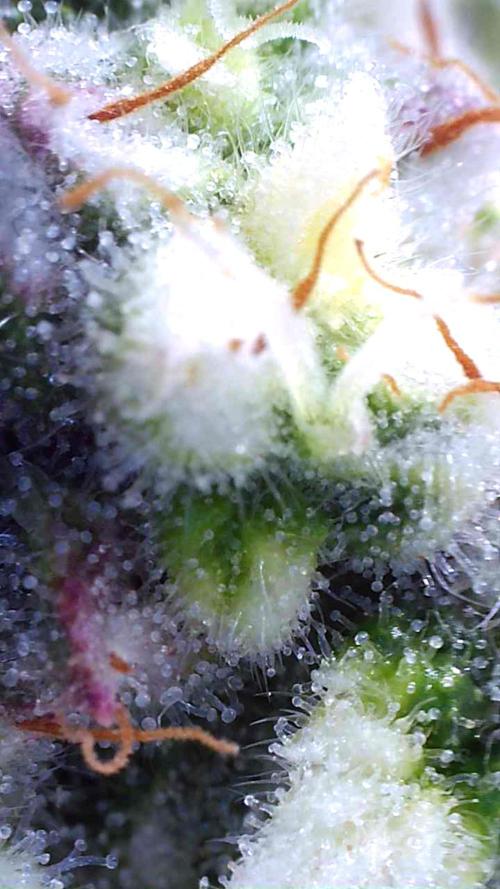 Auto Banana Blaze. Week 8