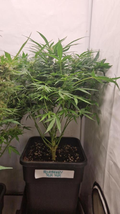 Two Shades of Dutch Passion. Week 9 - Blueberry