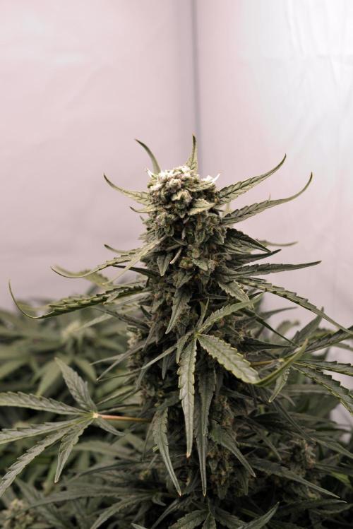 Auto Banana Blaze. Week 9 - Banana Blaze main cola