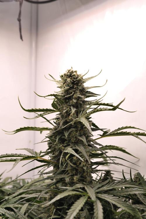Auto Banana Blaze. Week 9 - Banana Blaze main cola