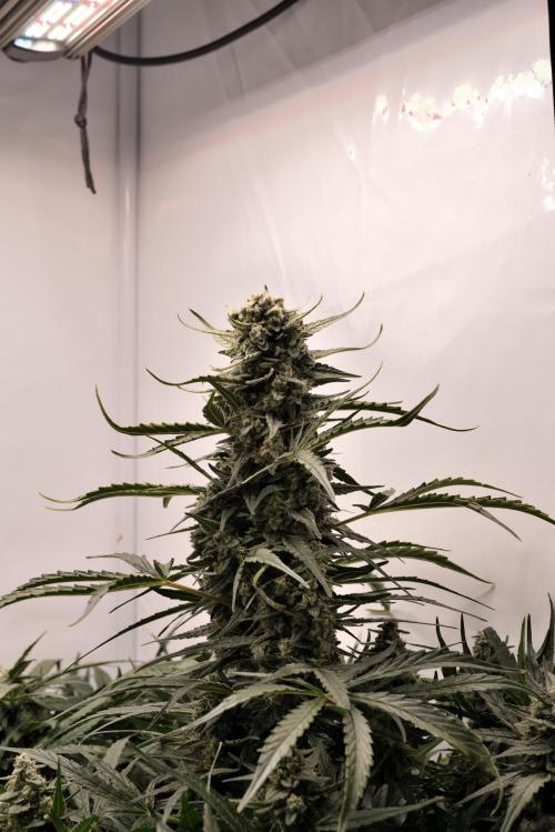 Auto Banana Blaze. Week 9 - Banana Blaze main cola
