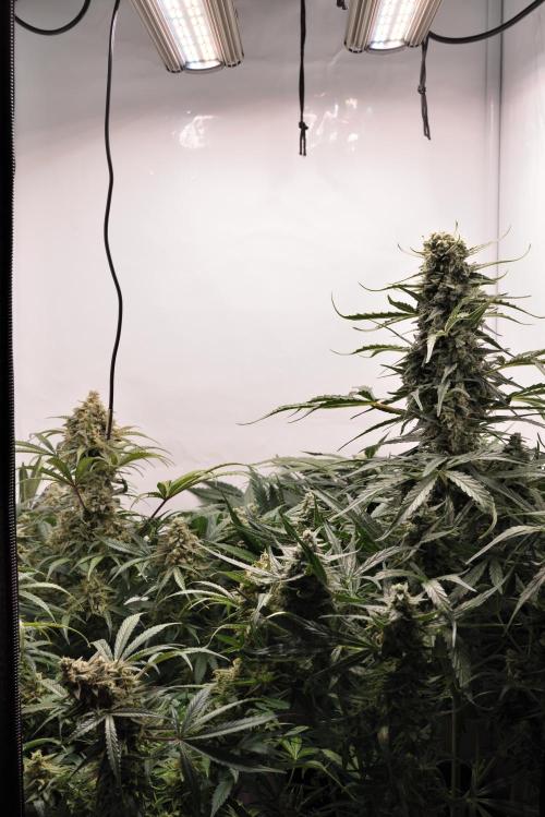 Auto Banana Blaze. Week 9 - All three ladies