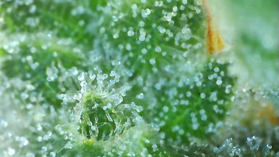 Auto Banana Blaze. Week 9 - Macro