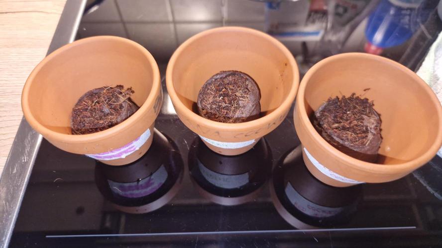 Dutch Passion Auto Grow (3 Plants). Week 0 - Ther home for the next 7 - 10 days I think. 