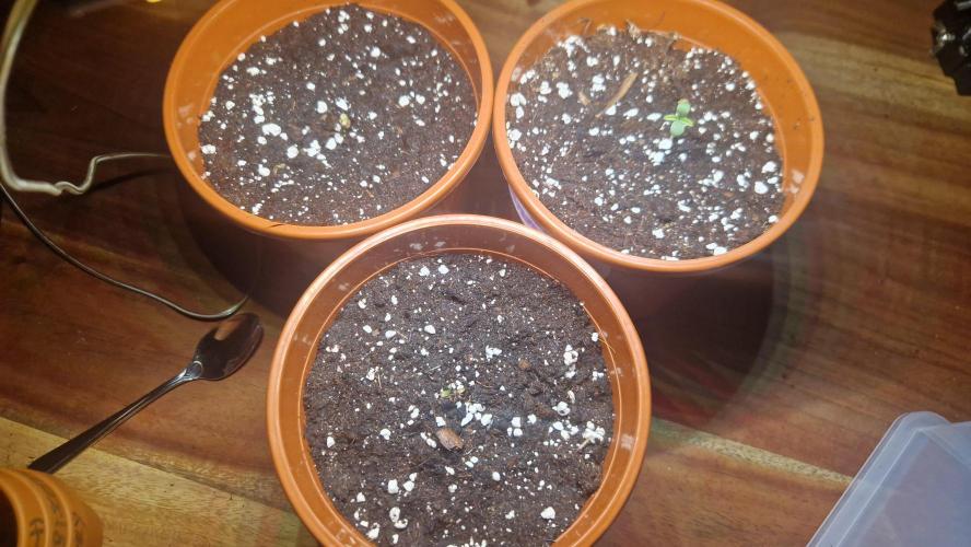 Dutch Passion Auto Grow (3 Plants). Week 0 - 16.06.2026 - New home