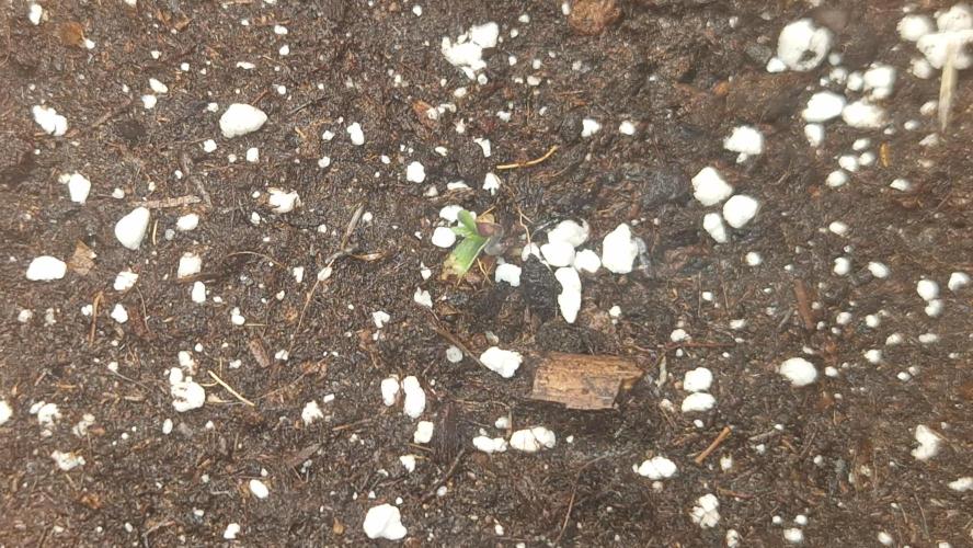 Dutch Passion Auto Grow (3 Plants). Week 0 - 16.05.2026 - Red Tropicana Cookies is second