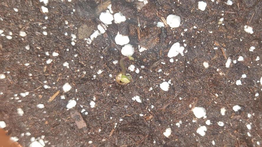 Dutch Passion Auto Grow (3 Plants). Week 0 - 16.05.2026 - Think Different 